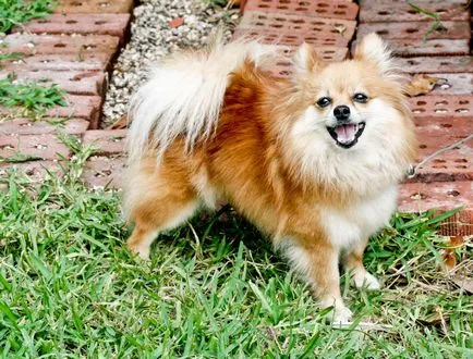 rase de caini, cum ar fi vulpea - vulpe rasa câini vulpe domestică (rocă) rase de caini, cum ar fi vulpea - vulpe rasa câini vulpe domestică