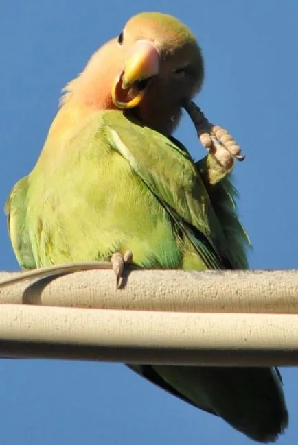 Parrot mâncărime - ce să facă ce perus pruriginoasă (mâncărime) Parrot mâncărime - ce să facă mancarimilor de ce perus