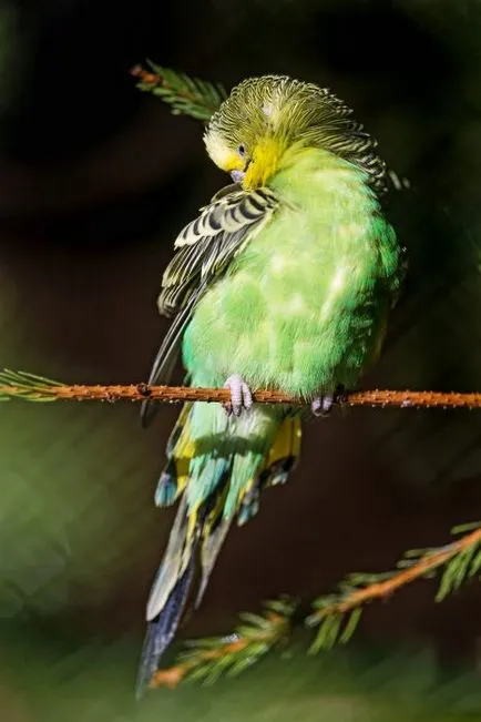 Parrot mâncărime - ce să facă ce perus pruriginoasă (mâncărime) Parrot mâncărime - ce să facă mancarimilor de ce perus