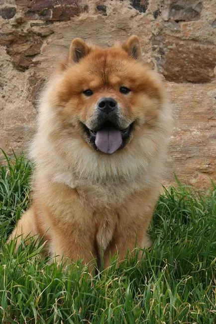 Rasa Dog Chow (descriere, foto 27)