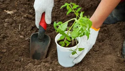 Plantarea roșii în teren deschis