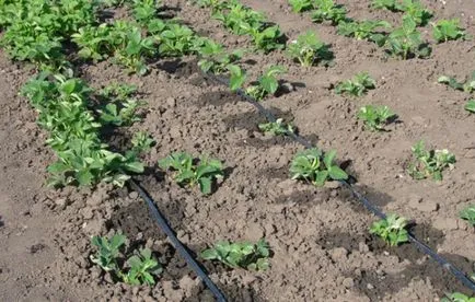 căpșuni de udare corespunzătoare, în primăvară, dacă ai nevoie de apă, după căpșuni (căpșuni) căpșuni de udare corespunzătoare, în primăvară, dacă este necesar, după udare căpșuni