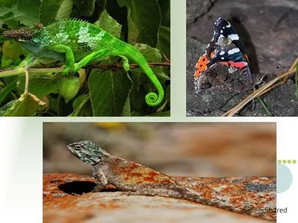 Prezentarea privind aptitudinea organismelor - rezultatul evoluției