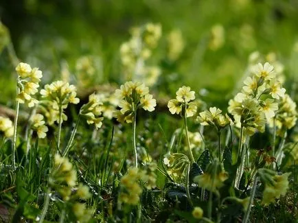 Plantarea semințelor Primrose la răsaduri, sfaturi și reguli (semințe) Plantarea semințelor Primrose la răsaduri, sfaturi și reguli