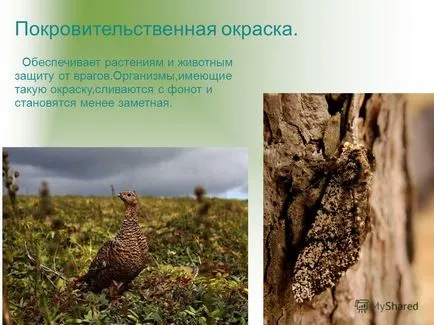 Prezentarea privind aptitudinea organismelor - rezultatul evoluției
