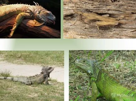 Prezentarea privind aptitudinea organismelor - rezultatul evoluției