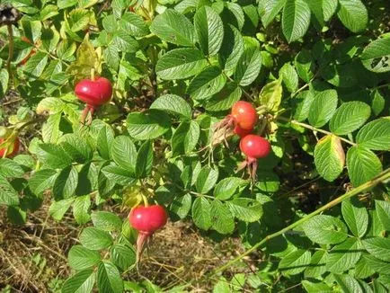 Plantarea și îngrijirea de măceșe (măceșe) Plantarea și îngrijirea de trandafiri sălbatici