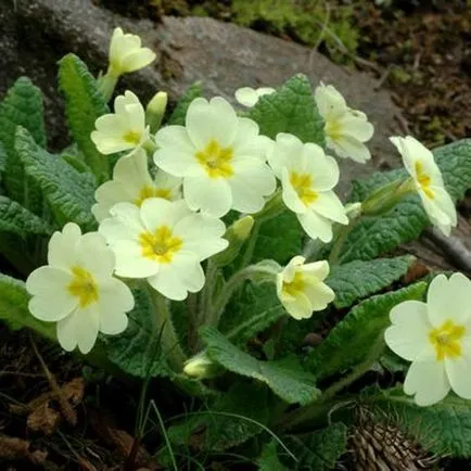 Plantarea semințelor Primrose la răsaduri, sfaturi și reguli (primula) Plantarea semințelor Primrose la răsaduri, sfaturi și reguli