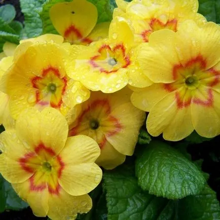 Plantarea semințelor Primrose la răsaduri, sfaturi și reguli (primula) Plantarea semințelor Primrose la răsaduri, sfaturi și reguli