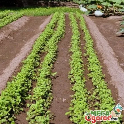 plantarea de cartofi cu privire la organizarea și îngrijirea paturi mitlayderu de plante
