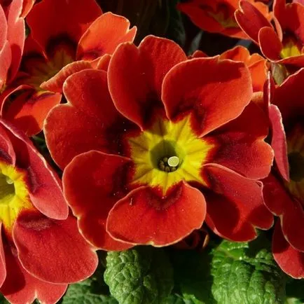 Plantarea semințelor Primrose la răsaduri, sfaturi și reguli (primula) Plantarea semințelor Primrose la răsaduri, sfaturi și reguli