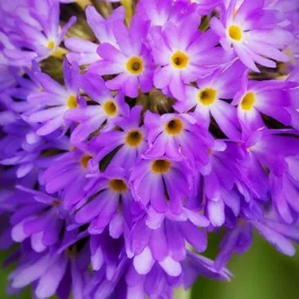 Plantarea semințelor Primrose la răsaduri, sfaturi și reguli (răsaduri) Plantarea semințelor Primrose la răsaduri, sfaturi și reguli