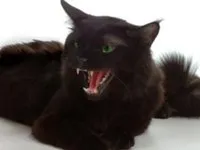 Motivele pentru comportament agresiv cat