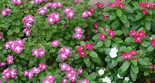 grădină perene primula