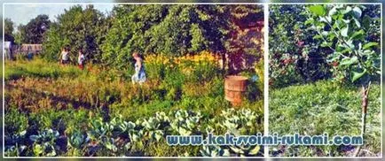 Altoire Altoi de măr cu mâinile lor, mâinile - modul de a face cel mai mult (mere) Altoire Altoi de măr cu mâinile lor, mâinile - modul de a face cel mai mult