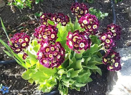 grădină perene primula