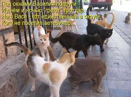 poezii haioase despre pisici - glumă umor (pisici foarte proaspete) poezii haioase despre pisici - bancuri umor