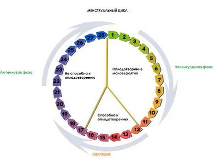 Durata regulilor de calcul caracteristicile ciclului menstrual