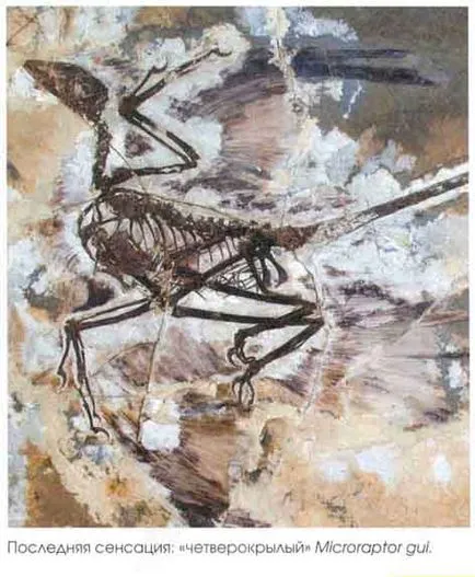 probleme de evoluție