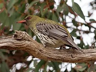 Oriole Bird - descriere, habitat, specii, foto și video, cântând onlay