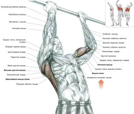pull-up program de pe bara pentru a exersa acasă și pe stradă