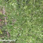 Ridichi de adăpare și de hrănire, dând