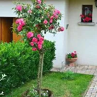 Vom descrie modul de a forma o coroană în benjamina pentru animale de companie Ficus (Ficus) Spune-ne cum să formeze o coroană la benjamina pentru animale de companie Ficus