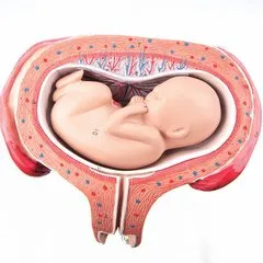 Amplasarea fătului în imagini uter, prezentarea fetale (peretele posterior al uterului) Amplasarea fătului în imagini uter, prezentare fetale