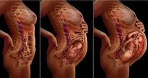 Amplasarea fătului in utero de saptamana de sarcina