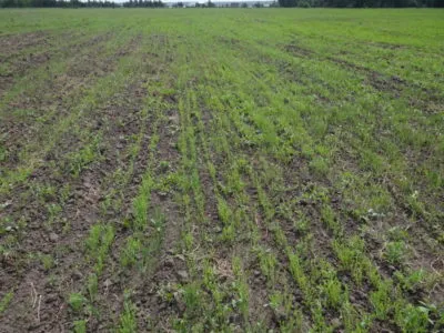 planta de in ca în creștere atunci când însămânțarea, cultivarea semințelor (semințe) planta de in ca în creștere atunci când semănat, în creștere din semințe