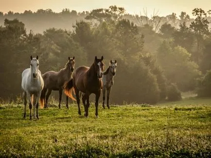 Parse potrivi tuturor cailor descriere completă și caracteristici cu fotografii