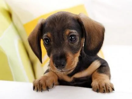 Dieta Dachshund reguli de îngrijire catelus