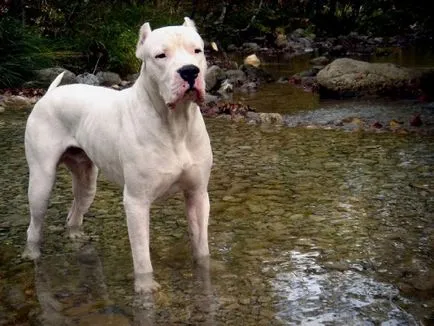 Soiuri de câine de câine rasa