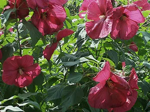 Hibiscus Garden - de plantare și de reproducere, fotografie hibiscus, cultivarea și întreținerea hibiscus; tipuri și