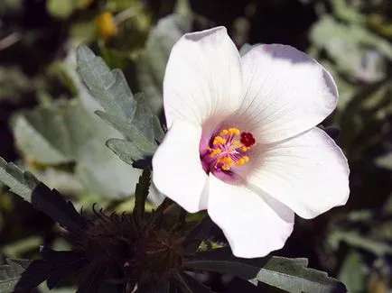 Hibiscus Garden - de plantare și de reproducere, fotografie hibiscus, cultivarea și întreținerea hibiscus; tipuri și