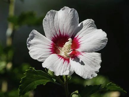 Hibiscus Garden - de plantare și de reproducere, fotografie hibiscus, cultivarea și întreținerea hibiscus; tipuri și