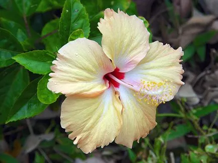 Hibiscus Garden - de plantare și de reproducere, fotografie hibiscus, cultivarea și întreținerea hibiscus; tipuri și