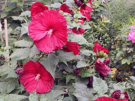 Hibiscus Garden - de plantare și de reproducere, fotografie hibiscus, cultivarea și întreținerea hibiscus; tipuri și