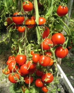 Cele mai multe soiuri de tomate pentru randament câmp deschis