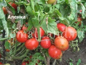 Cele mai multe soiuri de tomate pentru randament câmp deschis