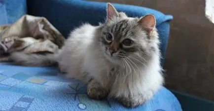 Cele mai multe rase afectuos si bune de pisici din 15 rase cu fotografii și o descriere (licitație) Cele mai multe rase afectuos si bune de pisici din 15 rase cu poze si descriere