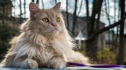 Cele mai multe rase afectuos si bune de pisici din 15 rase cu fotografii și descrierea (pisici) Cele mai multe rase afectuos si bune de pisici din 15 rase cu poze si descriere