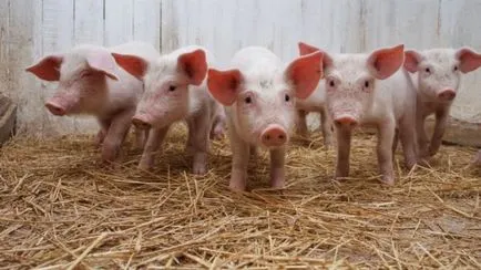 Porcii pentru îngrășare cele mai eficiente la domiciliu pentru carne