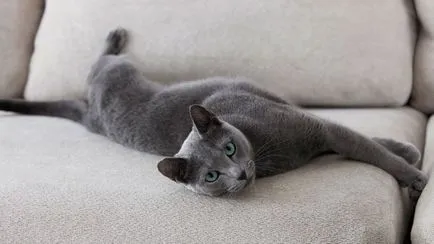 Cele mai multe rase afectuos si bune de pisici din 15 rase cu imagini și descrieri (natura pisicilor) Cele mai multe rase afectuos si bune de pisici din 15 rase cu poze si descriere