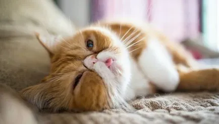 Cele mai multe rase afectuos si bune de pisici din 15 rase cu imagini și o descriere (fotografii) Cele mai multe rase afectuos si bune de pisici din 15 rase cu poze si descriere
