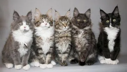Cea mai mare felina din lume (24 poze) - iubitorii de site-ul de animale