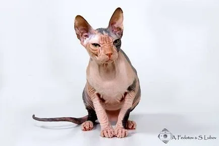 Cea mai frecventă rasa de pisici fara par fotografie, rase de pisici fara par, Sphynx Sphynx (rasa) Cea mai frecventă rasa de pisici fara par fotografie, rase de pisici fara par, Sphynx Sphynx
