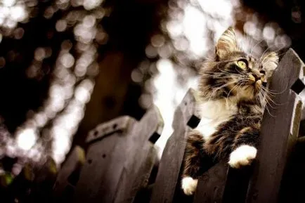Cea mai mare felina din lume (24 poze) - iubitorii de site-ul de animale