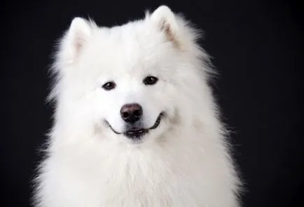Cea mai frecventă rasa de pisici fara par fotografie, rase de pisici fara par, Sphynx Sphynx (fara par) Cea mai frecventă rasa de pisici fara par fotografie, rase de pisici fara par, Sphynx Sphynx