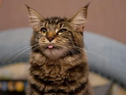 Cea mai mare felina din lume (24 poze) - iubitorii de site-ul de animale